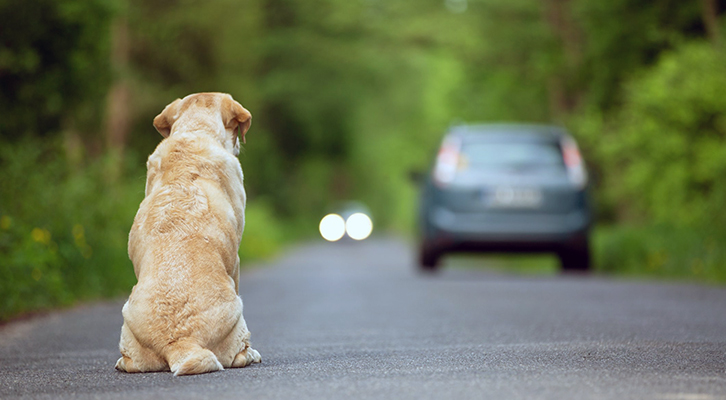 Abbandoni di animali: nella Capitale psicosi per inesistente contagio Covid-19 da cani e gatti Abbandoni di animali: nella Capitale psicosi per inesistente contagio Covid-19 da cani e gatti