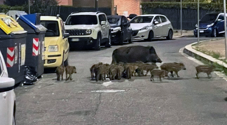 Gruppo di cinghiali aggredisce 44enne alla Balduina Gruppo di cinghiali aggredisce 44enne alla Balduina