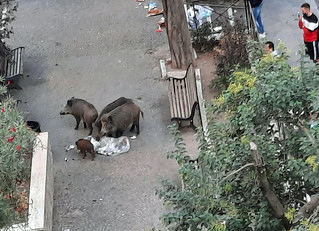 Cinghiali alla Balduina fotografati dai passanti Cinghiali alla Balduina fotografati dai passanti