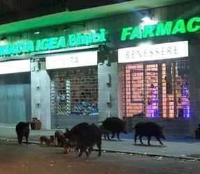 Famiglia di cinghiali a spasso per Roma Famiglia di cinghiali a spasso per Roma
