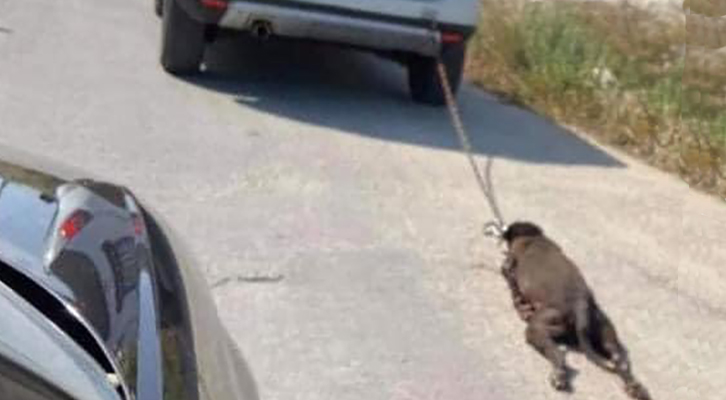 Un cane legato all’auto e trascinato fino a provocarne la morte. È successo a Priolo Gargallo (SR)