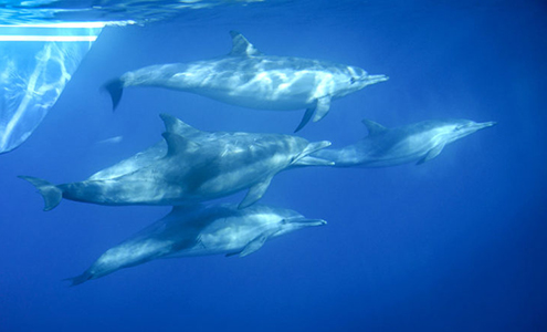 I delfini di Dana Point-in California