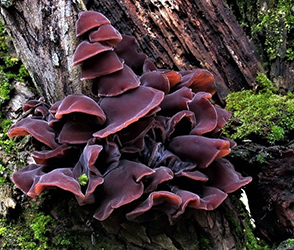 L'Auricolaria, il fungo soprannominato Orecchio di Giuda