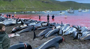 Isole Faroe, quell'orribile e assurda mattanza di delfini