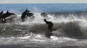 I delfini fanno il surf insieme a noi