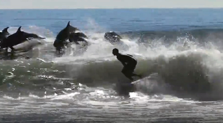 I delfini fanno il surf <br>insieme a noi