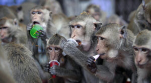 Registrati in Italia i primi casi di vaiolo delle scimmie