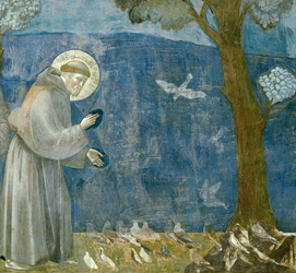 Giotto, San Francesco predica agli uccelli a Piandarca (particolare)