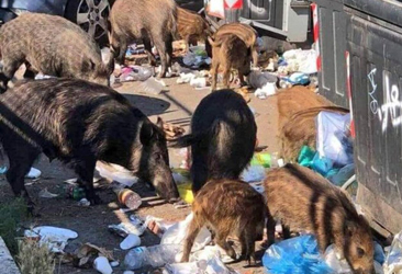 Gli abbattimenti dei cinghiali a Roma come scorciatoia alla mancata raccolta dei rifiuti