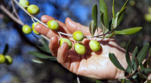 Nel 2002 cala anche in Italia la produzione di olio di oliva