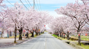Giappone. La splendida fioritura dei ciliegi