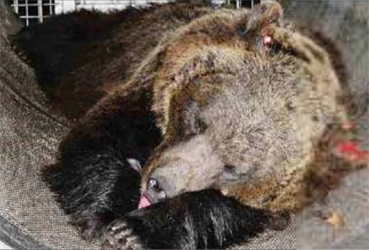L'orsa Jj4 sedata dopo la cattura. L'11 maggio il Tar di Trento deciderà il suo destino