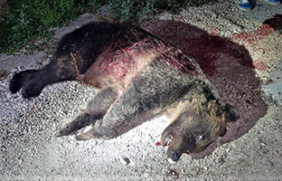L'orsa Amarena uccisa a San Sebastiano dei Marsi