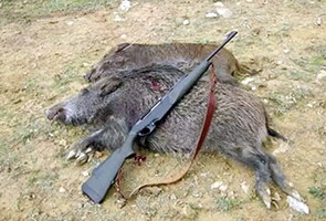 Cinghiali uccisi dai cacciatori