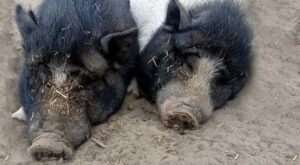 90 Veterinari condannano l'uccisione dei maiali di Sairano