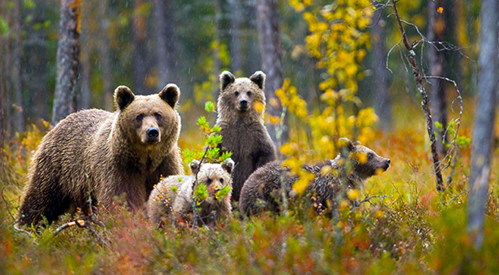 Il Club Alpino Italiano prende posizione sulle problematiche legate alla presenza di orsi e lupi in Trentino