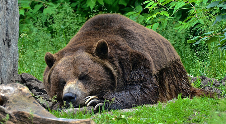 L'orso Sonny M90 ucciso in una zona di montagna nella Bassa Val di Sole