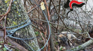Il lupo ucciso in un bosco nel comune di Cascia da un laccio metallico posto a «guardia» di un pollaio