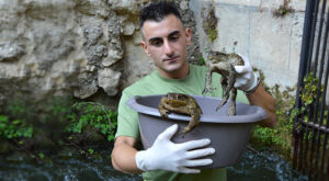 L'ambientalista Sebastian Colnaghi che denuncia i rischi per gli anfibi a causa delle infrastrutture artificiali poste nelle campagne