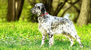 La vicenda della setterina inglese smarrita a Gubbio